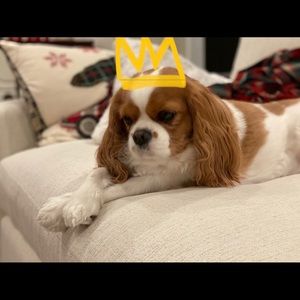 Meet your Posher, Nisha